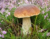 Mushroom Gathering